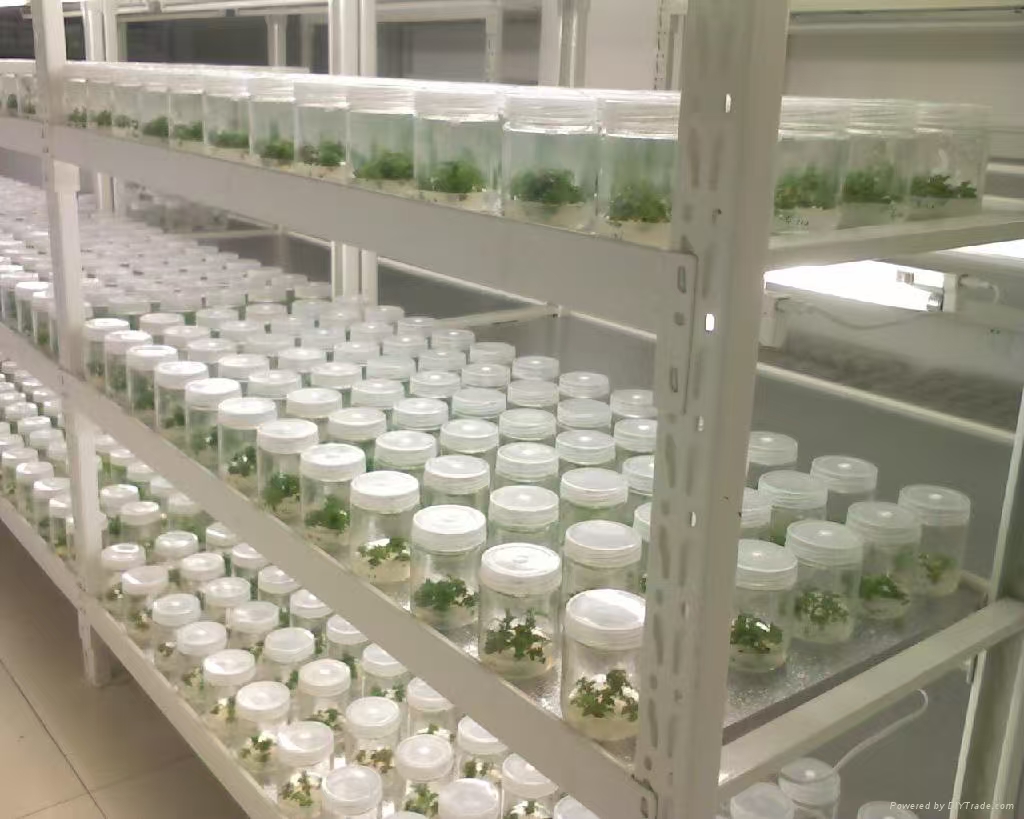 云南组培实验室应该如何布局